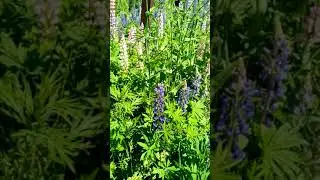 шмель