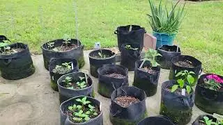 Our Grow Bag Garden on the Patio