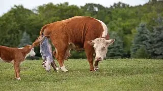 how all animal give birth#new born baby in jungle