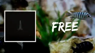 SAULT - Free (Lyrics)