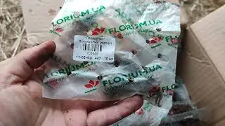Знову за старе. Флоріум