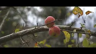 Celebriamo insieme le piccole cose della vita... Buon Natale!