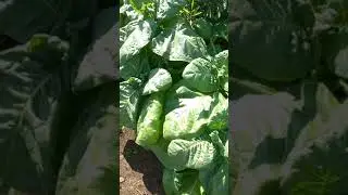 Махорка Султан албанский 🇦🇱 убираем нижний лист 🍁