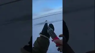 охота на матерого ВОЛКА!
