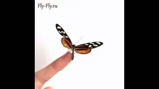 Ручная Бабочка