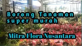 KIOS BUNGA MITRA FLORA NUSANTARA BATU || Terlengkap dan termurah banget