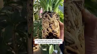 Multi-purpose irrigation water for plants  #gardening #agriculture #farming