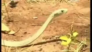 Steve Irwin - Crocodile Hunter - Die schwarze Mamba (4/4)
