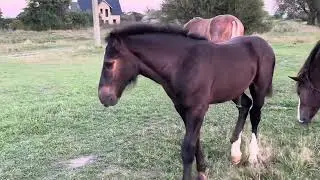 Коні на Продажу