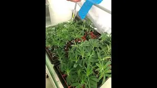 Germination of cannabis Part 1