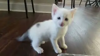 Dance Party