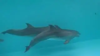 Дайвинг с дельфином