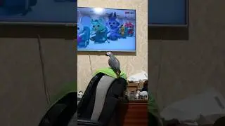 Что не вечер-то концерты!￼ жако Джой. 