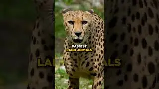 Sloth vs Cheetah #shorts