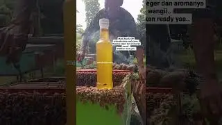 Panen madu Kapas alias RANDU ORI