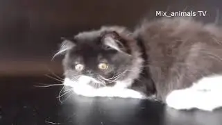 The best funny animals 2021