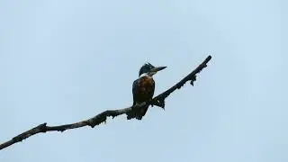 Ringed Kkingfisher (Megaceryle torquata torquata) male, French Guiana