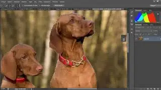#01 Temel Seviye - Photoshop taşıma, seçim, kırpma ve damlalık araçları