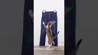 Вот так делают рваные джинсы