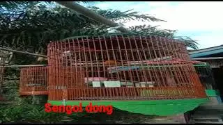 viral burung murai
