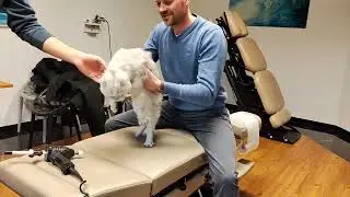 4Life Chiropraktik für Hund & Katze