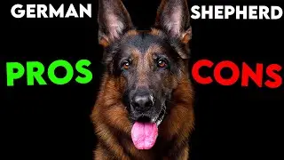 MUST-KNOW German Shepherd PROS And CONS (Ultimate Guide)