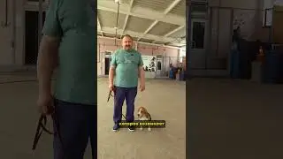 Should I get a Beagle or not? How to train a Beagle? The first steps in training! 