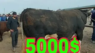 ҚАРШИ МОЛ БОЗОРИ