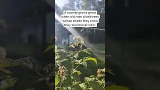 Go Plant A Tree Today! #shorts #nature #gardening #outdoors