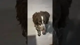 Дизель и печеньки!