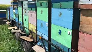 Бджільництво Україна 2018 (пчеловодство, качка меда)