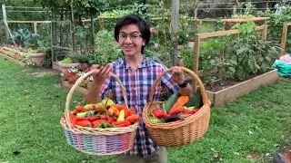My Mom's Backyard Garden Tour Ep24 (August Update) | Aiman's Backyard Organic Gardening Vlog 2020