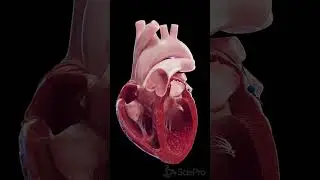 💓 Experience the Heart Like Never Before with Our Latest Animation! 💓