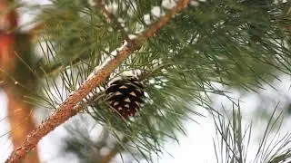 Запрагай-ка, бацька, лошадзь - Ансамбль 