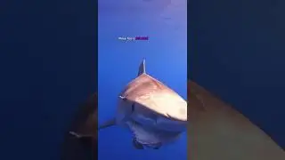 Two Tiger Sharks Suffering From Human Impacts 😢 #tigershark #respect #apexpredator #humanimpact #a