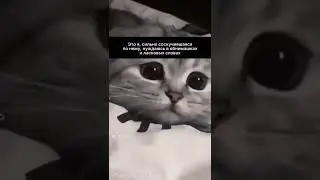 Я снова вернулась на канал😁🥳 #shorts  #кот #глазамилые