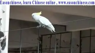180animal performance  parrot