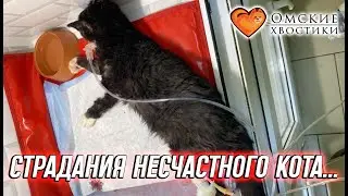 Страдания несчастного кота... | Луис