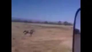 лошадь догнал машину