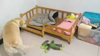 狗狗的领域意识有多强？#萌宠出道计划 #不养狗不知道养狗的乐趣 #动物的迷惑行为