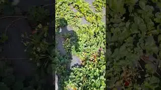 Обзор ремонтантных (НСД) сортов клубники.
