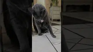 Смешная Лиска!😂