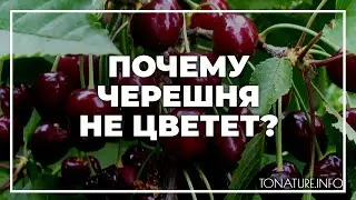 Почему черешня не цветет? | toNature.Info