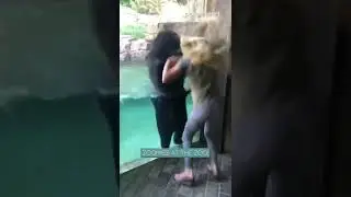 Dancing Bear in Pool at Zoo Mimics Girl Jumping | Shorts