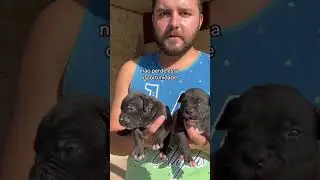 NOSSAS PRODUÇÕES #cães #americanbullybrasil #pets #canil #pitmonster