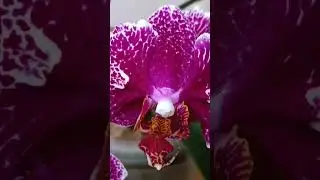 Орхидея P. Victoria Lace