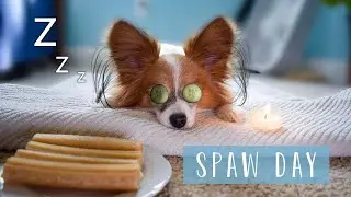Giving my Dog A Spa Day // Relaxing // Percy the Papillon Dog