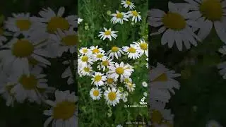 Фотовоспоминания лета 2022 г )