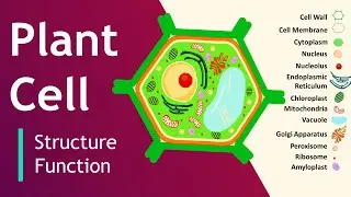 Plant cell Structure and Function | Plant Cell Model | Basic Science Series