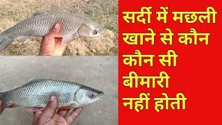 सर्दी में मछली खाने से कौन सी बीमारियां नही होती है | सप्ताह में कितना मछली खाना चाहिए |Sundar bihar